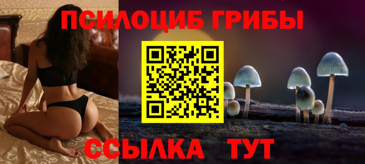 Галлюциногенные грибы Psilocybe Апшеронск